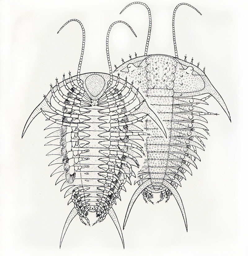 Illustration for article titled These 3D Printed Trilobites Are Absolutely Stunning